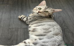 Bengal cats for stud: Bengal Stud - Image 2