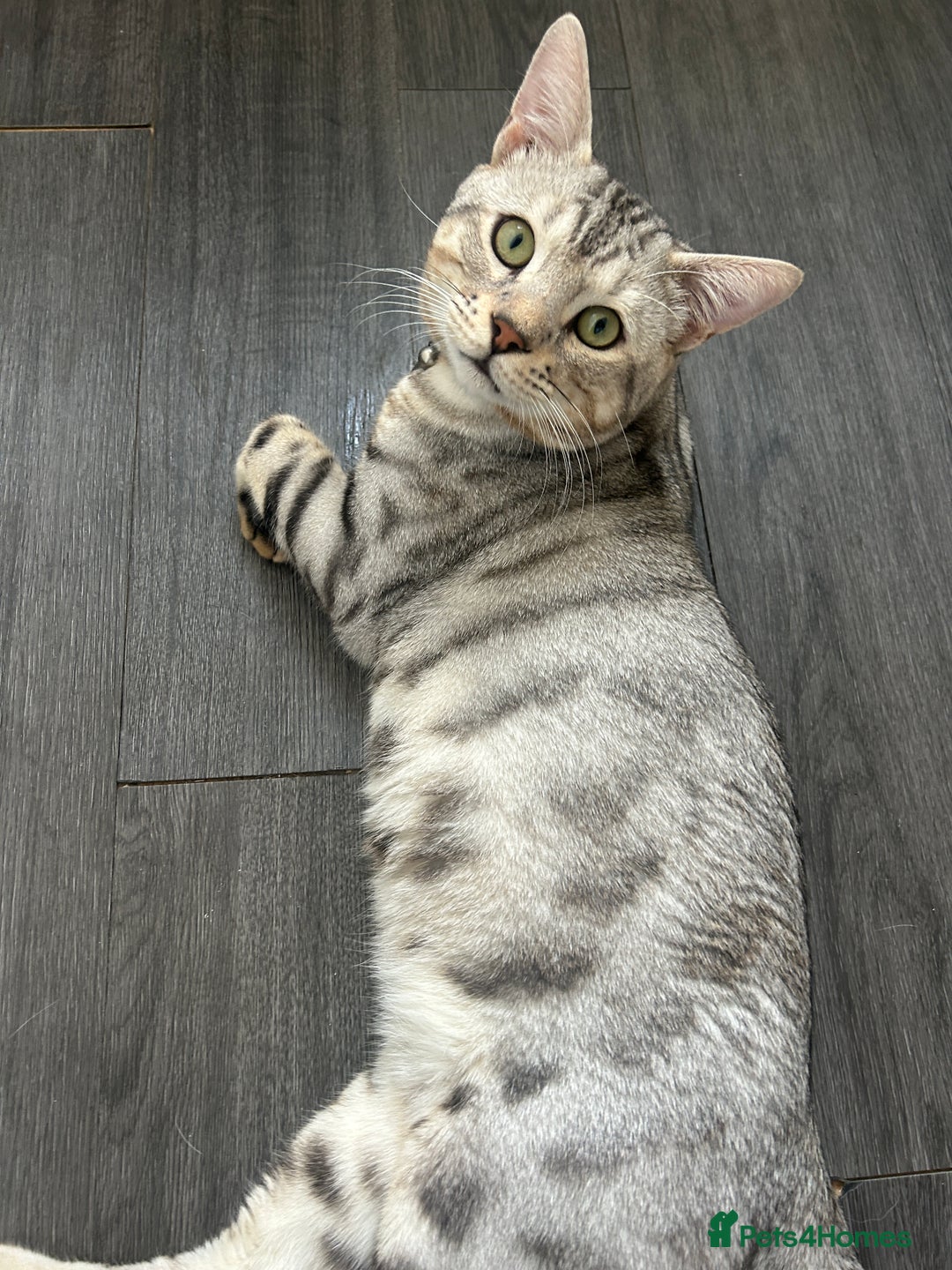 Bengal cats for stud: Bengal Stud - Image 2