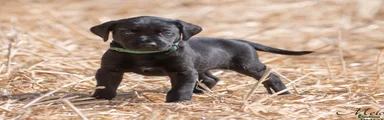 Labrador Retriever 1
