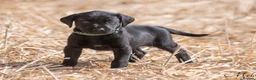 Labrador Retriever dogs for sale: LAST REMAINING BITCH beautiful Working Lab pups - Advert 7