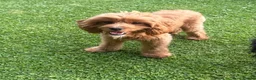 Cavapoo dogs for stud: F1 Cavapoo Proven Stud - Extensively Health Tested - Advert 4