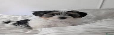 Biewer Terrier 1