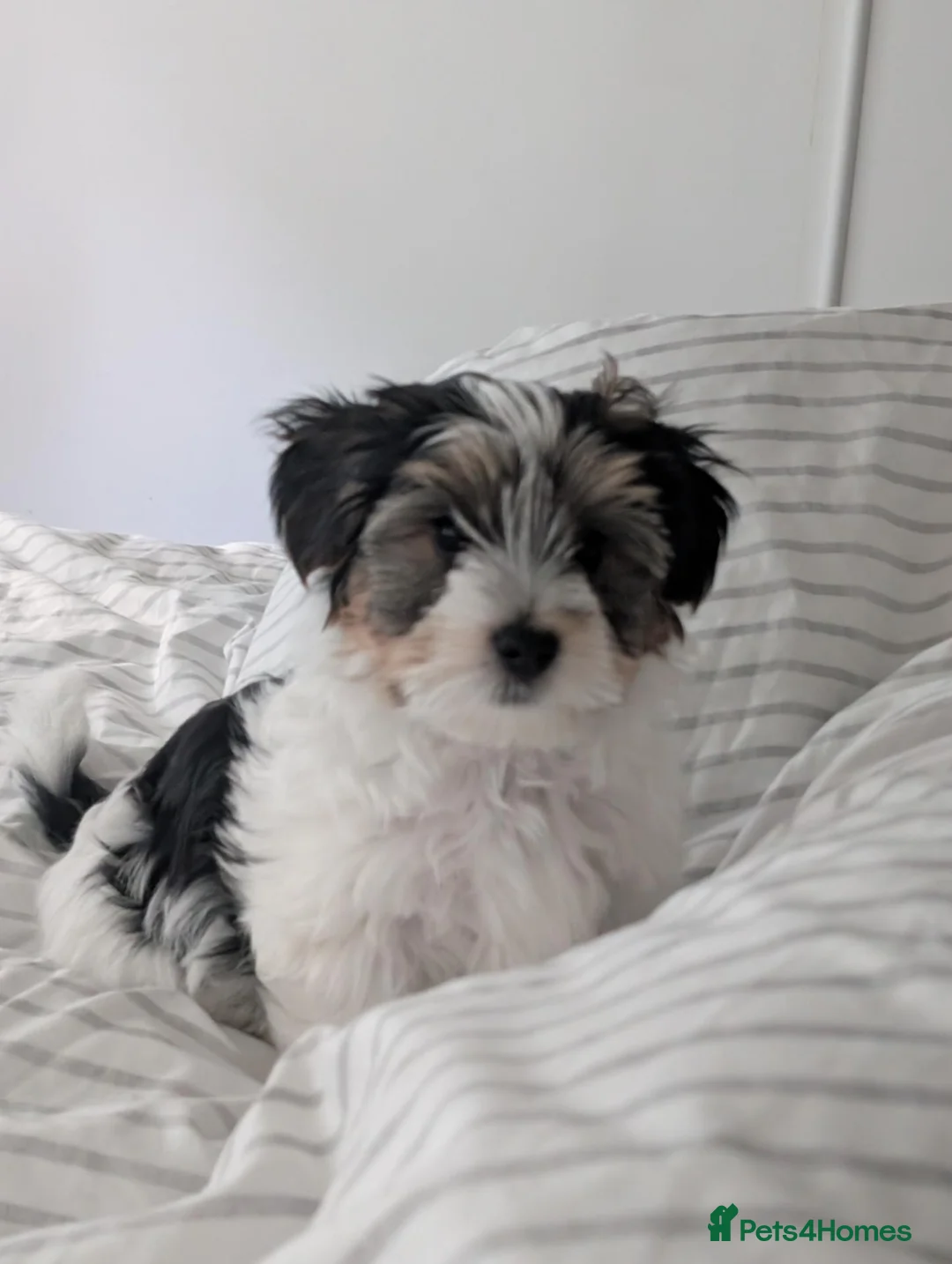 Biewer Terrier dogs for sale: Pure Biewer Terrier - Advert 2