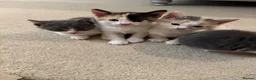 Mixed Breed cats for sale: Beautiful Calico and bicolour Kittens!! - Advert 10
