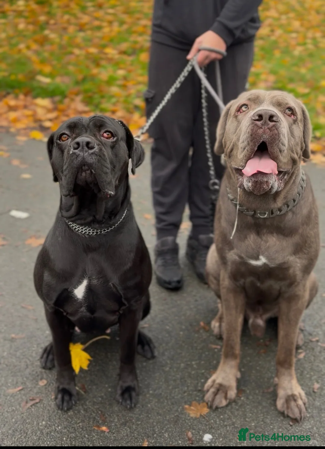 Cane Corso dogs for sale: Cane corso puppies  - Advert 8