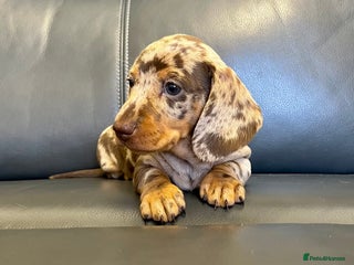 Miniature Dachshund dogs Miniature Dachshund male puppy - Advert 1