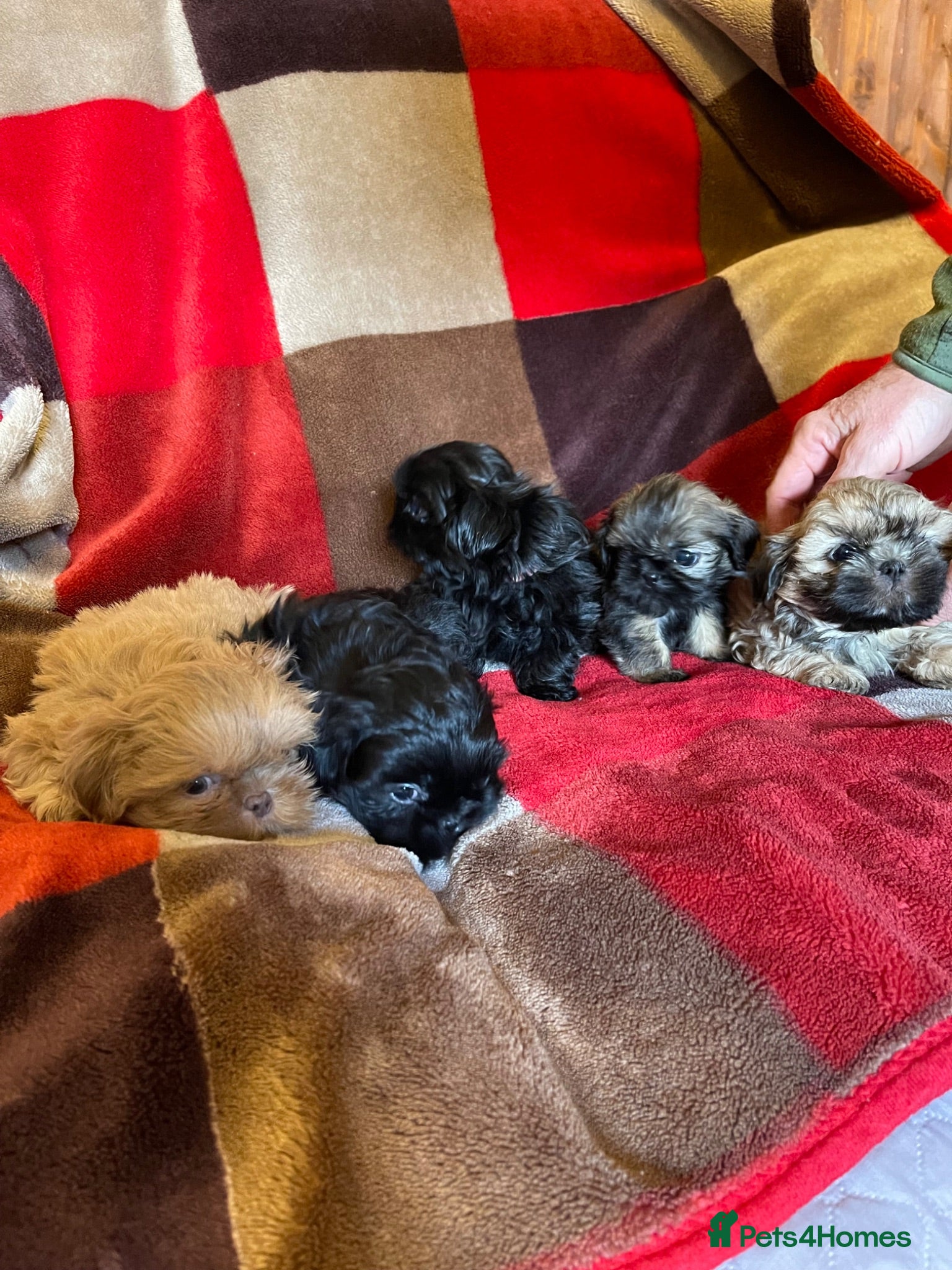 Shih Tzu dogs imperial karishishi dobie shih tzu - Advert 14