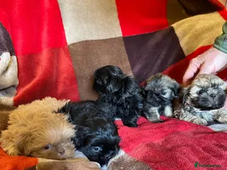 Shih Tzu dogs imperial karishishi dobie shih tzu - Advert 14
