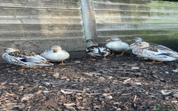Ducks poultry for sale: Ducks + quail looking for new home  - Image 4