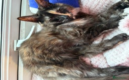 Mixed Breed cats for sale: 1 female cat for free - Image 6