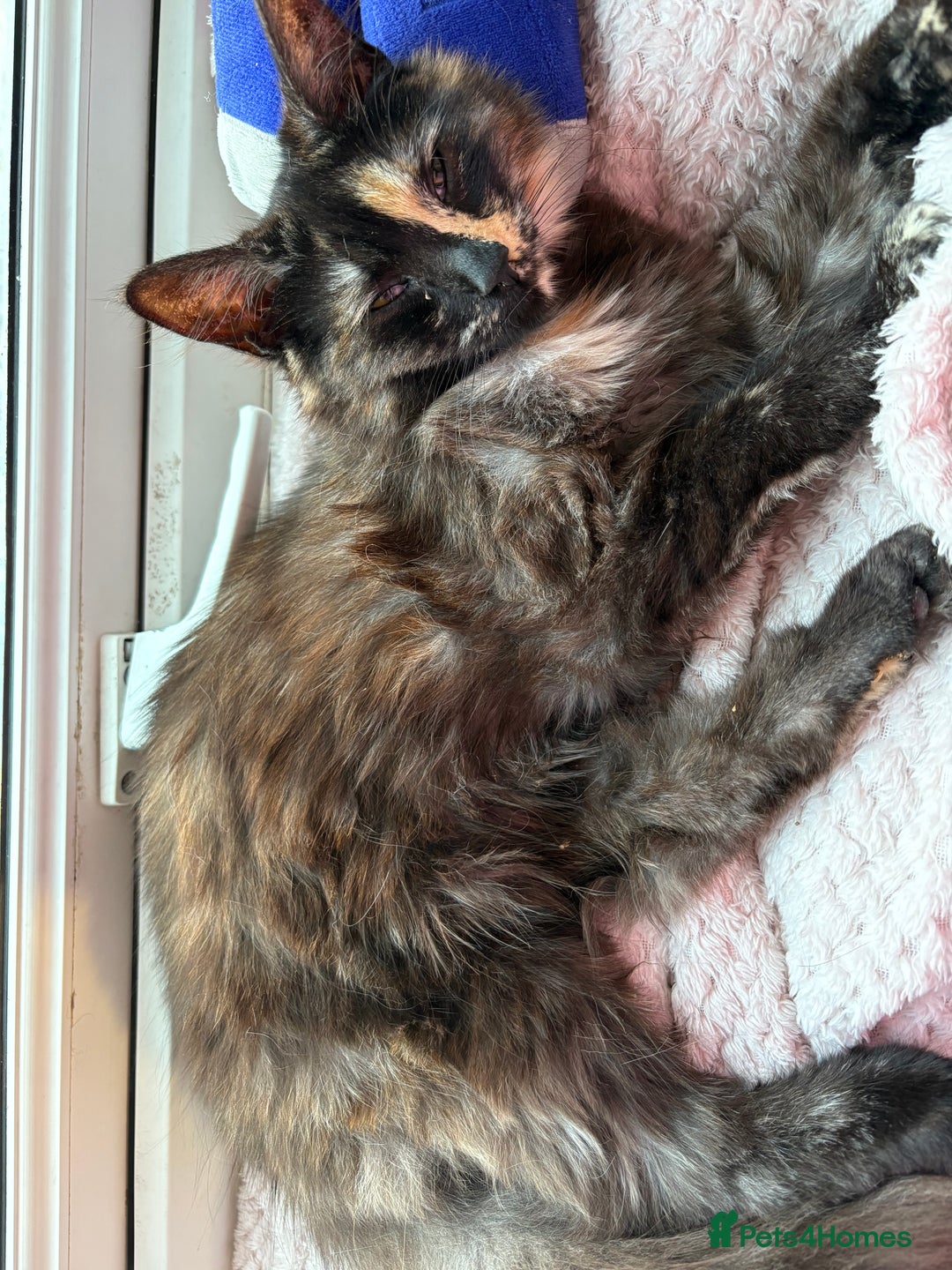Mixed Breed cats for sale: 1 female cat for free - Image 6