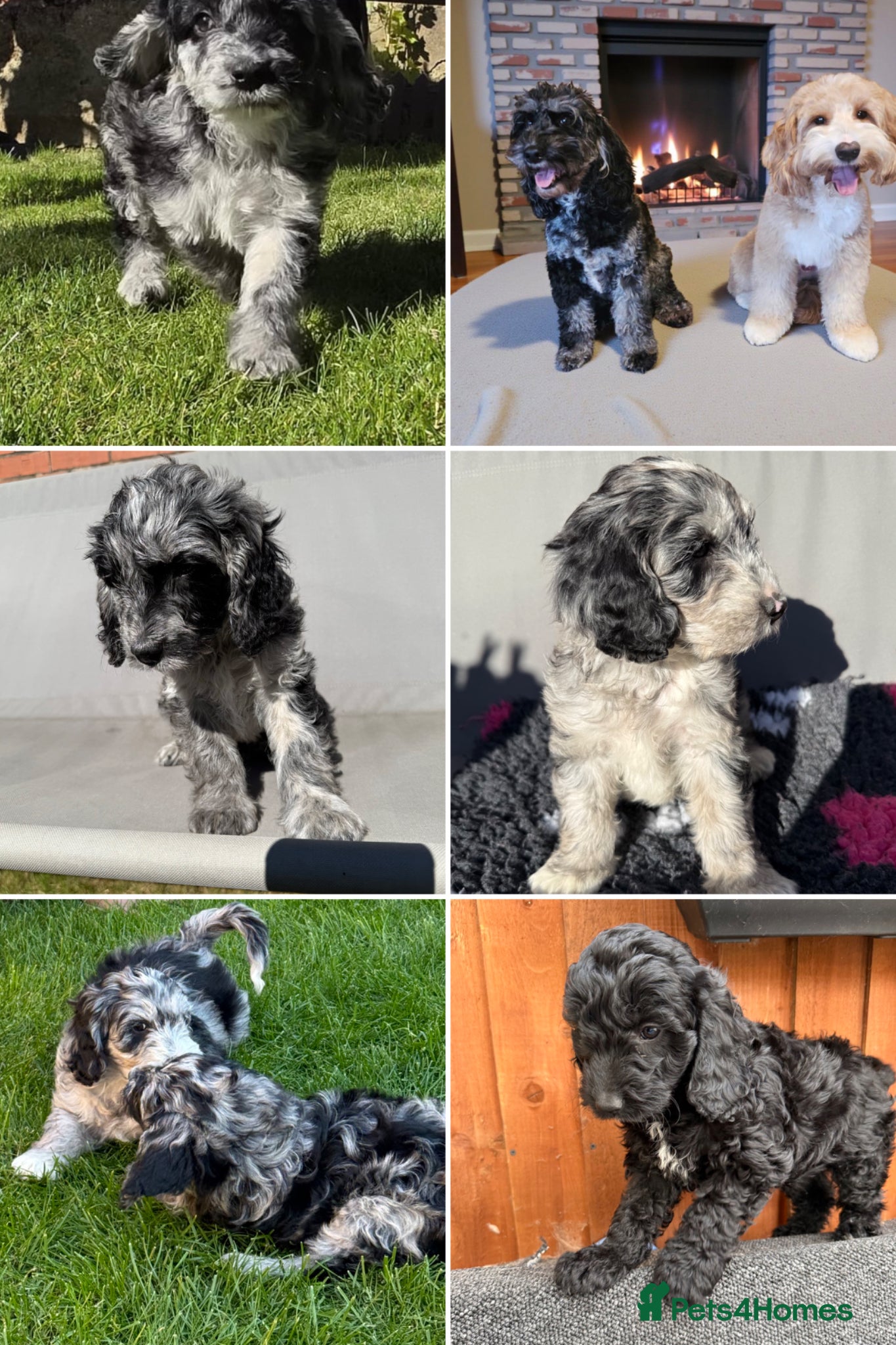 Australian Labradoodle dogs AUSTRALIAN LABRADOODLE  - Advert 2