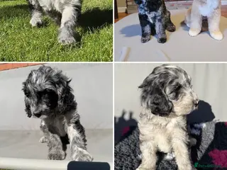 Australian Labradoodle dogs AUSTRALIAN LABRADOODLE - Advert 2