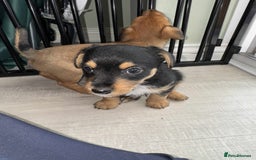 Mixed Breed dogs for sale: Jack Russel x Lucas Terrier Puppies - Image 15
