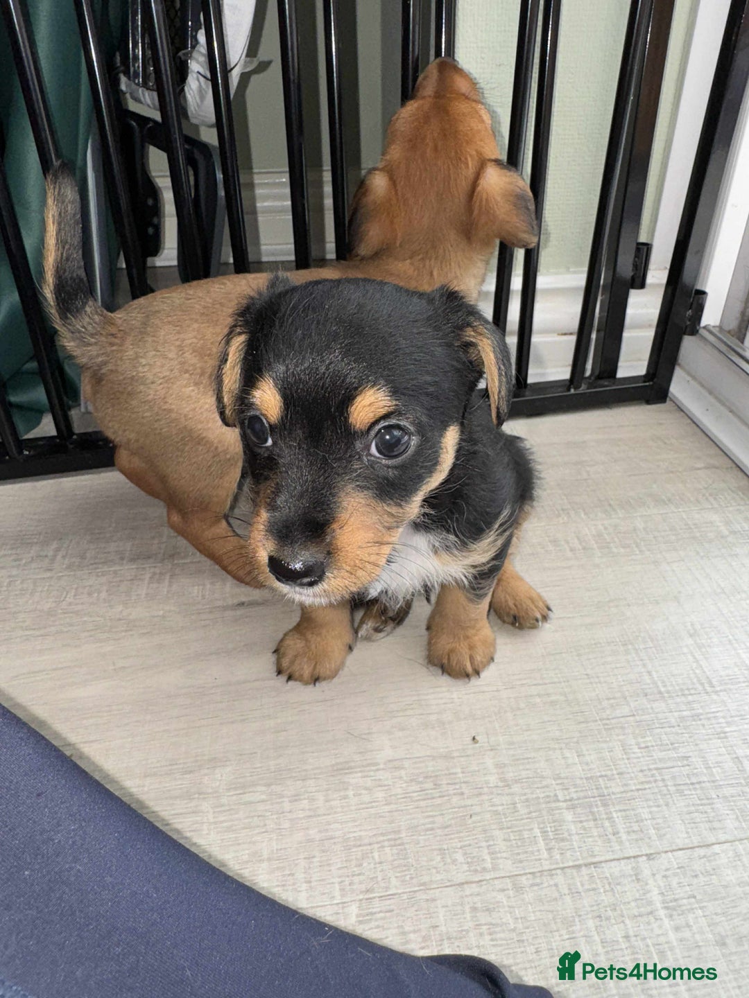 Mixed Breed dogs for sale: Jack Russel x Lucas Terrier Puppies - Image 15