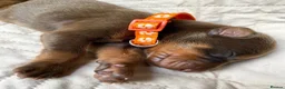 Dobermann dogs for sale: KC REGISTERED DOBERMAN PUPS - Advert 7