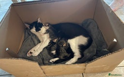 Mixed Breed cats for sale: Mixed Breed Kitten for sale - Image 9