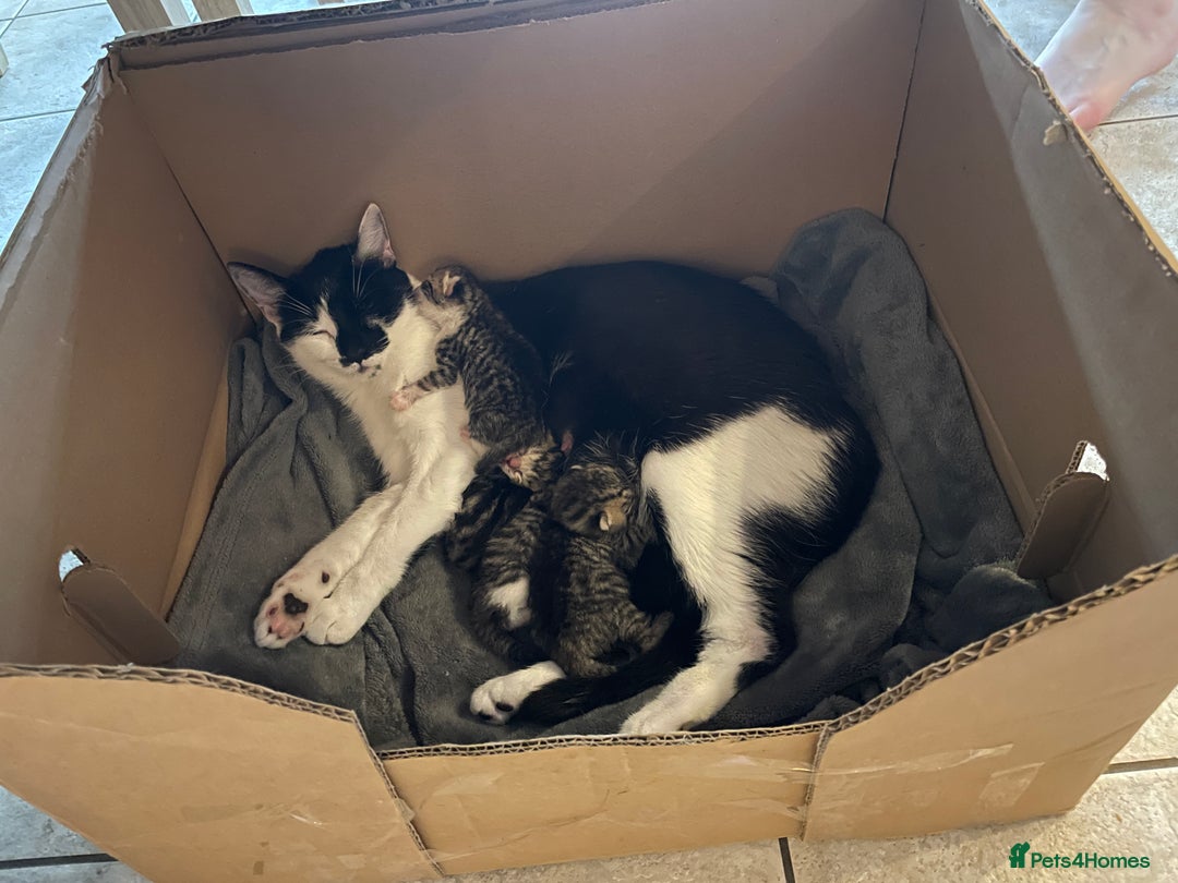 Mixed Breed cats for sale: Mixed Breed Kitten for sale - Image 9