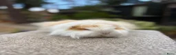Guinea Pig rodents for sale: Swiss Guinea Pigs - Sows - Advert 5