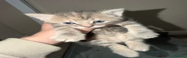 Grey tabby girl 