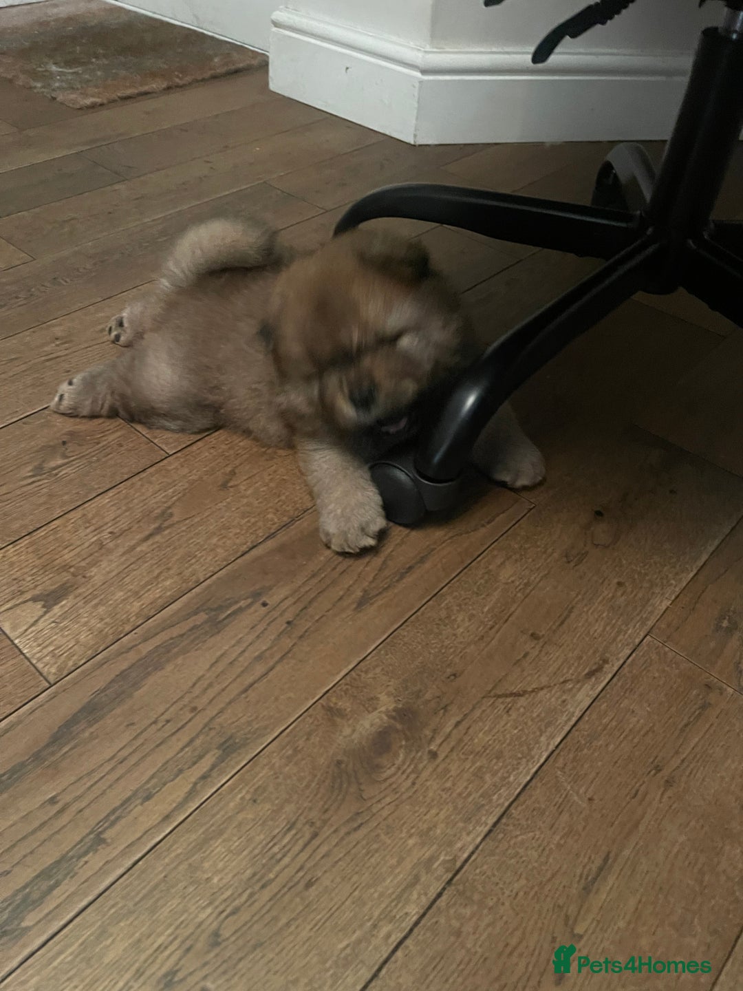 Chow Chow dogs for sale:  Chow chow  - Advert 3