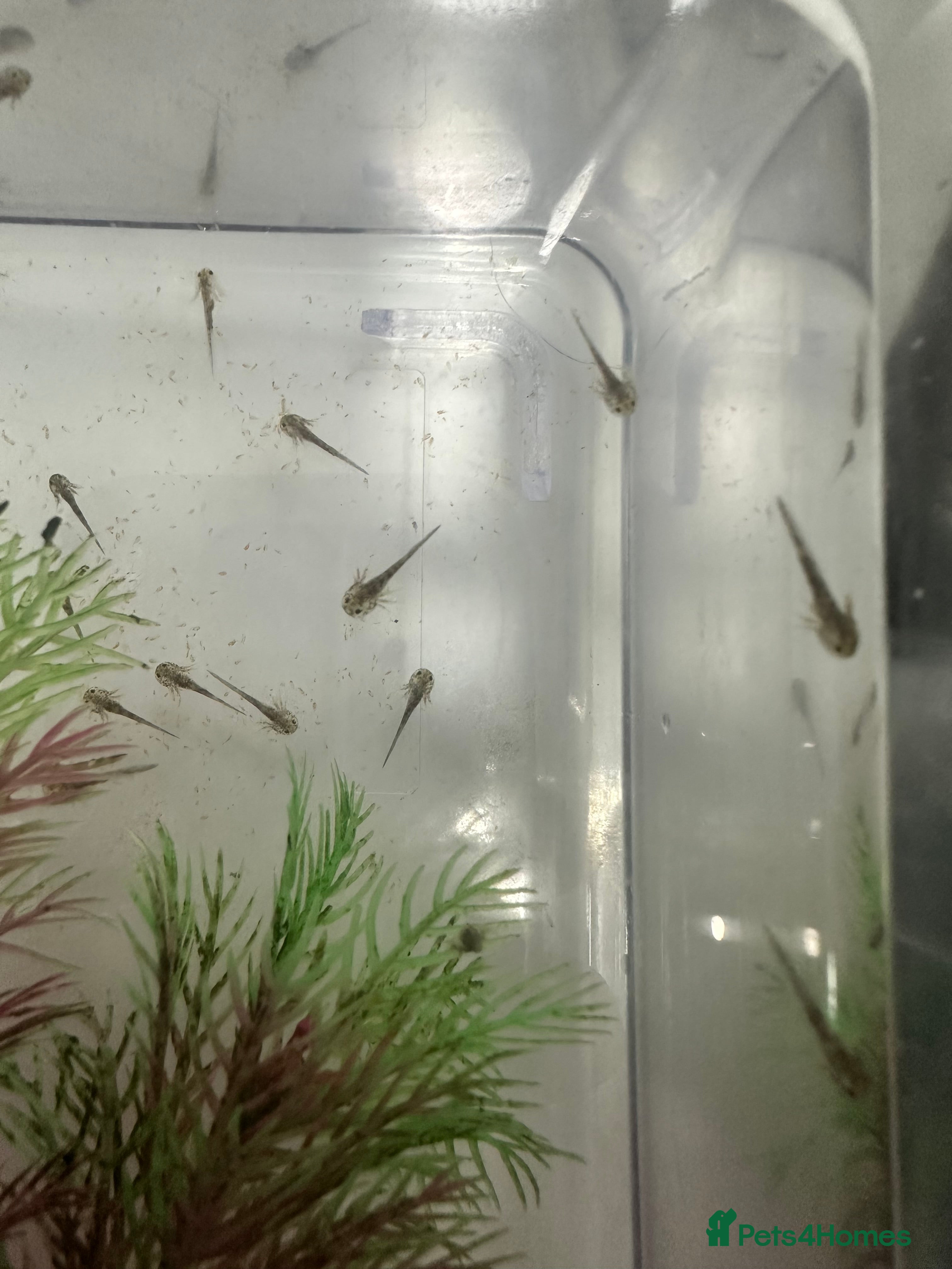 Axolotl reptiles Baby axolotls  - Advert 14