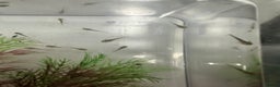Axolotl reptiles for sale: Baby axolotls  - Advert 1
