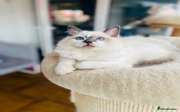 Ragdoll cats for sale: TICA registered mink and traditional ragdolls - Image 6