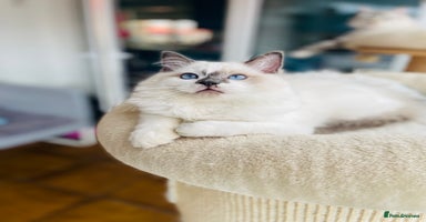 Ragdoll cats - Advert 3