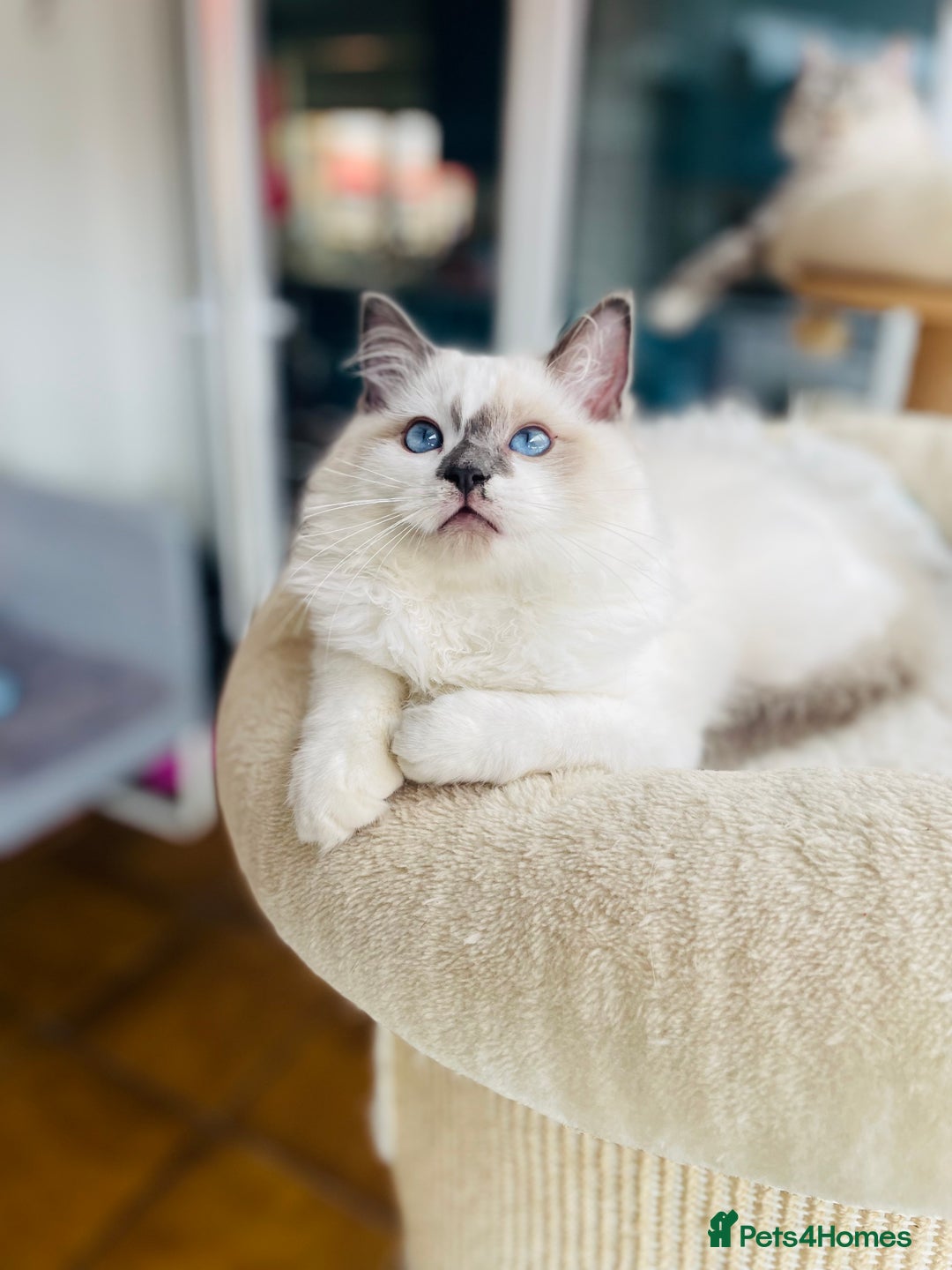 Ragdoll cats for sale: TICA registered mink and traditional ragdolls - Image 6