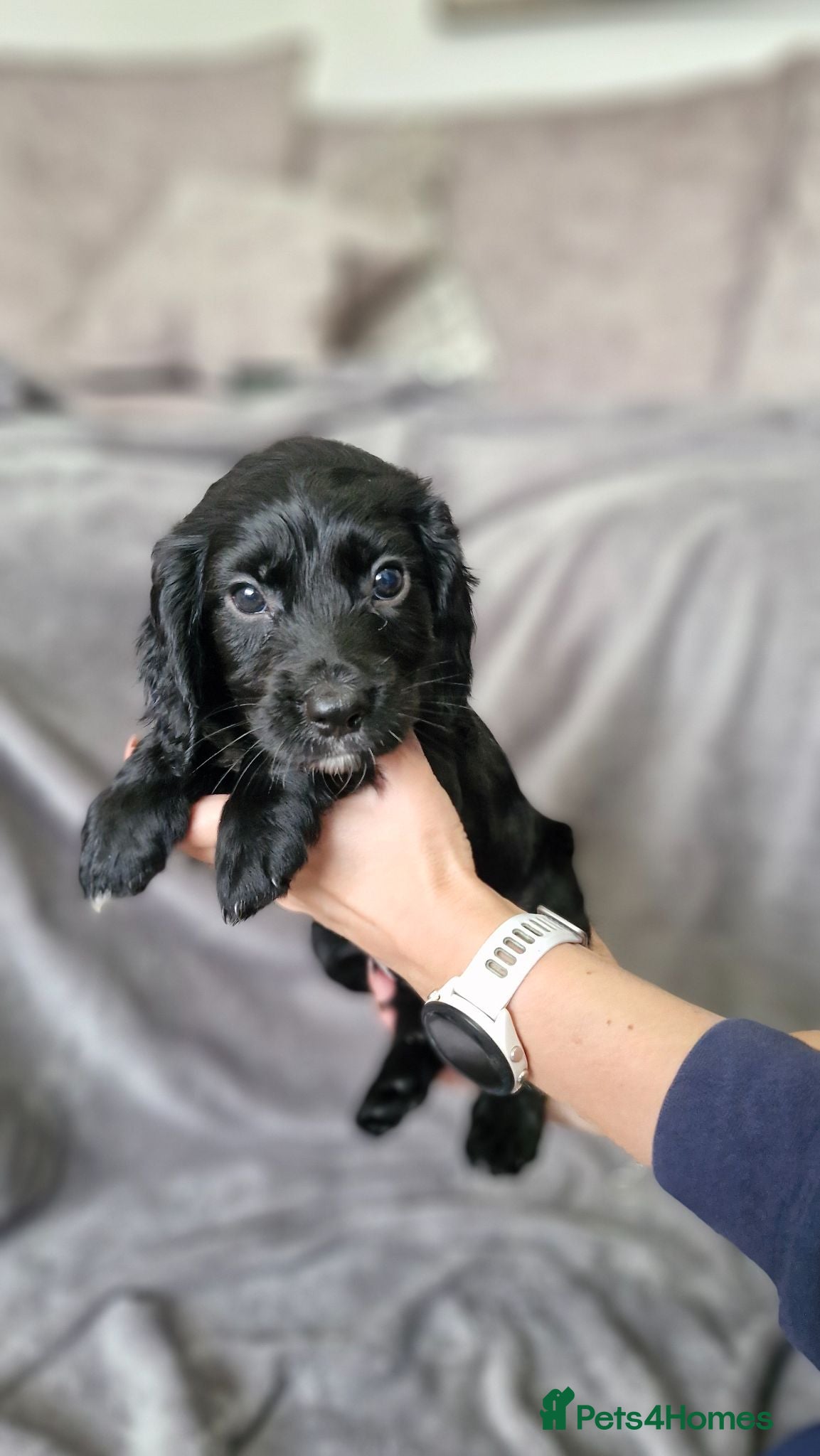 Cocker Spaniel dogs Working Cocker Spaniel Puppies - Advert 2