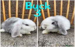 Mini Lop rabbits for sale: Pure breed mini lop male and female  - Image 9