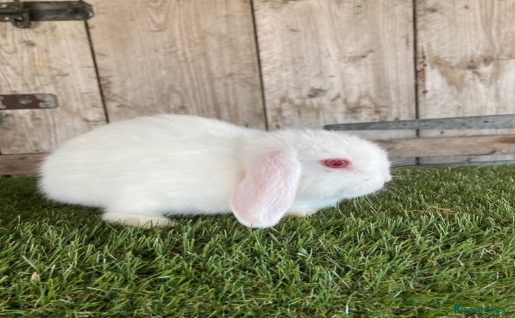 Mini Lop rabbits - Advert 7