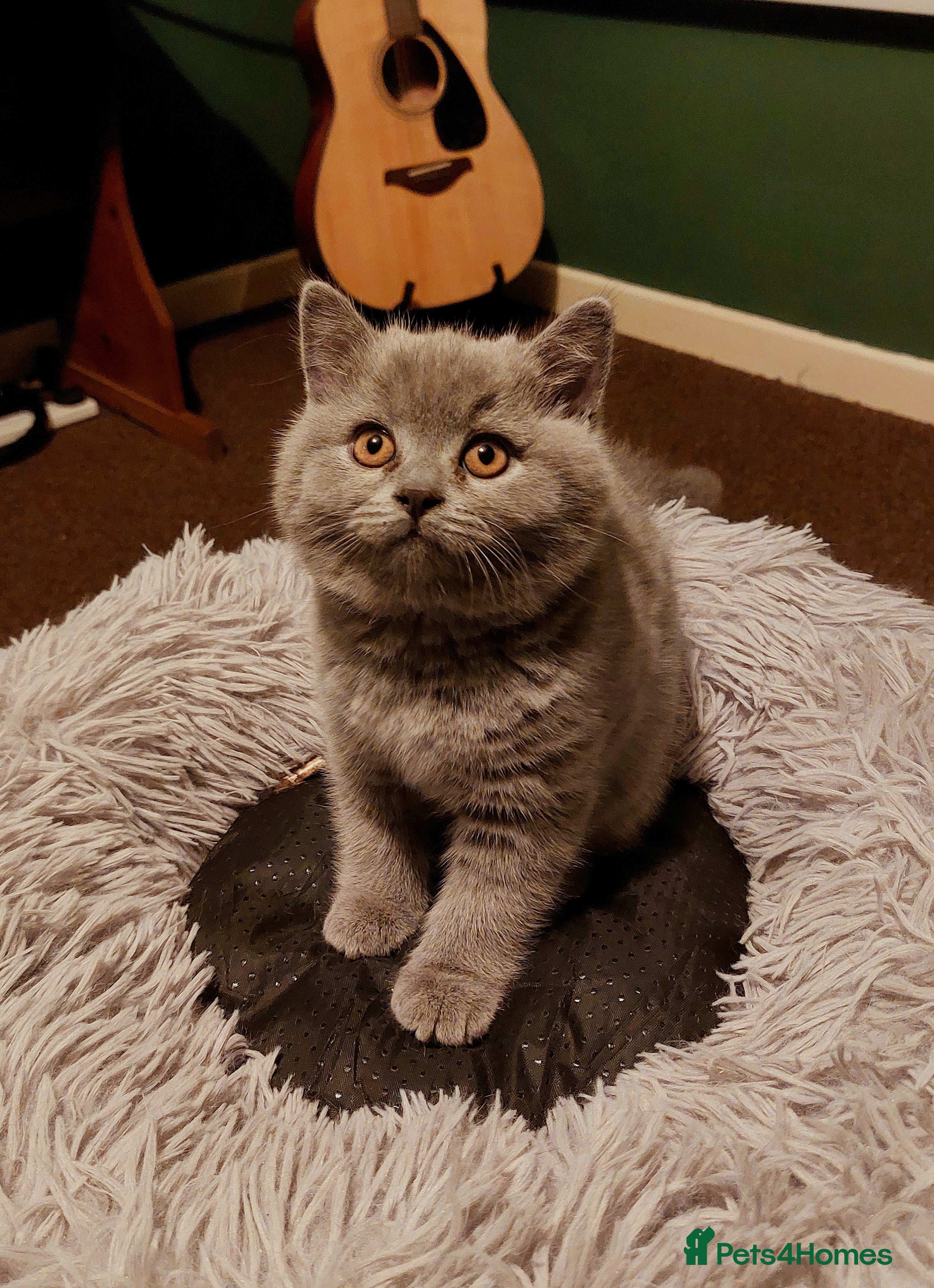 British Shorthair cats ⭐️ GCCF Registered British Shorthair Kittens ⭐️ - Advert 2