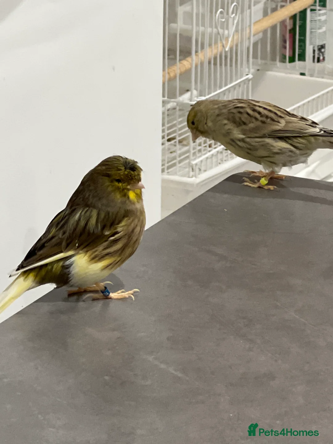 Canaries birds for sale: Canaries in Leicester - Advert 2