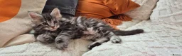 Maine Coon cats for sale: Pure Breed Maine Coon -LAST ONE - Advert 4