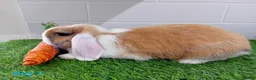 Mini Lop rabbits for sale: Mini Lop Baby Bunnies - Ready now!! - Advert 3