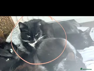 Domestic Shorthair cats Beautiful Kittens – Ready Soon in Oldham - Advert 1