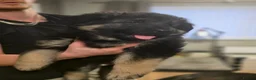 German Shepherd dogs for sale: Lovely litter of GSD puppies  - Advert 8