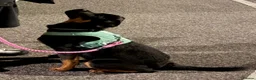 Rottweiler dogs for sale: Nala 6 months old  in Pickering - Advert 8