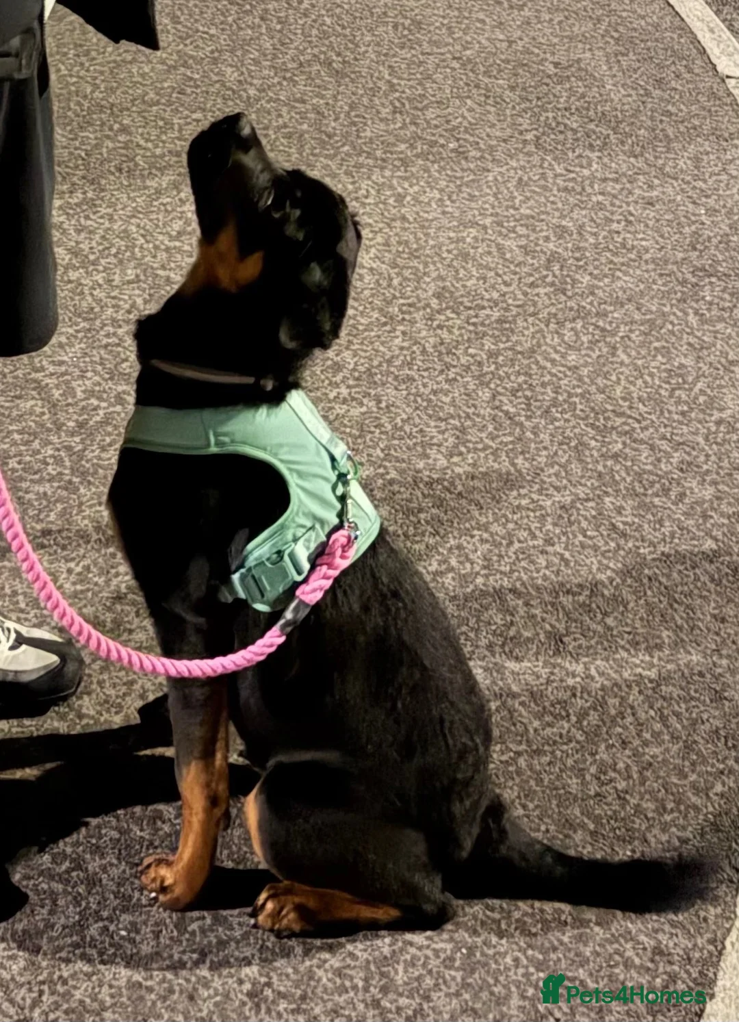Rottweiler dogs for sale: Nala 6 months old  in Pickering - Advert 8