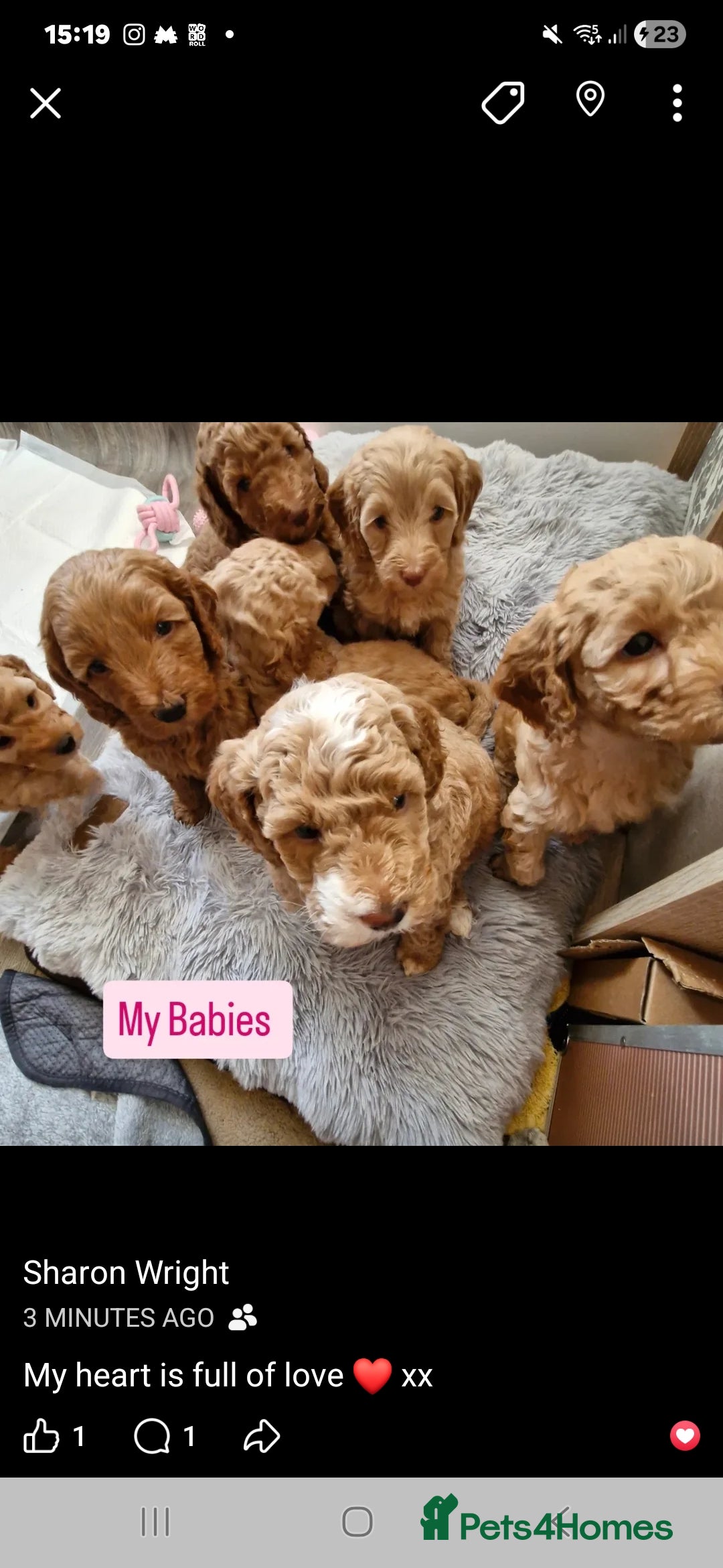 Mixed Breed dogs for sale: Adorable puppies ready from 22 12.25 - Advert 1