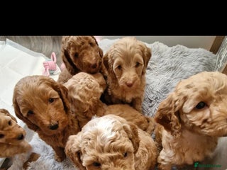 Mixed Breed dogs Adorable puppies ready from 22 12.25 - Advert 1