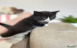 British Shorthair cats for sale: Gorgeous BSH kittens  - Image 4
