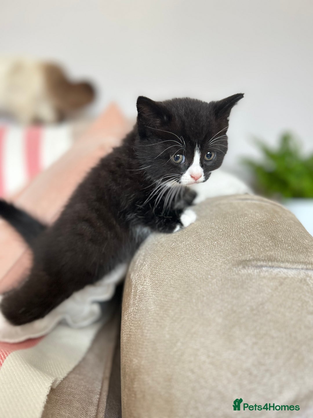 British Shorthair cats for sale: Gorgeous BSH kittens  - Image 4
