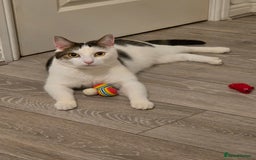 Mixed Breed cats for sale: 2 adorable cats looking for a new loving home - Image 2