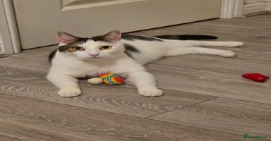 Mixed Breed cats - Advert 6