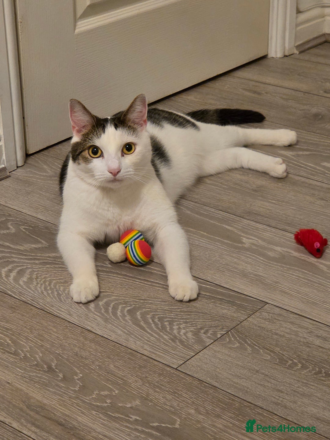 Mixed Breed cats for sale: 2 adorable cats looking for a new loving home - Image 2