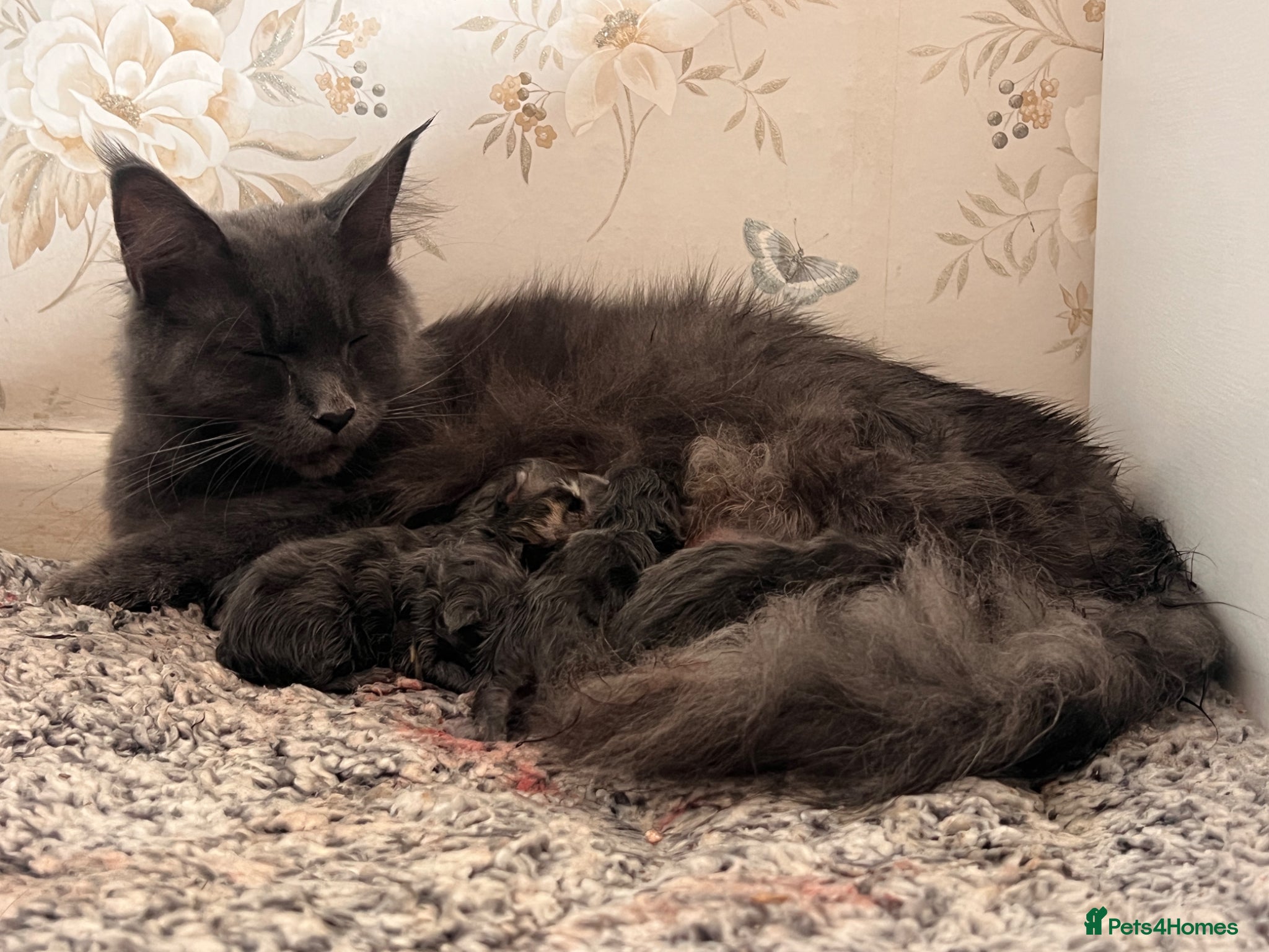 Maine Coon cats Maine coon kittens - Advert 2