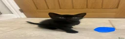 Mixed Breed cats for sale: 7 week old kittens in Sheerness - Advert 3